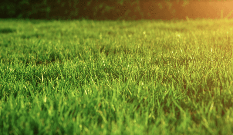 Lawn Care Services | sunlight on lawn