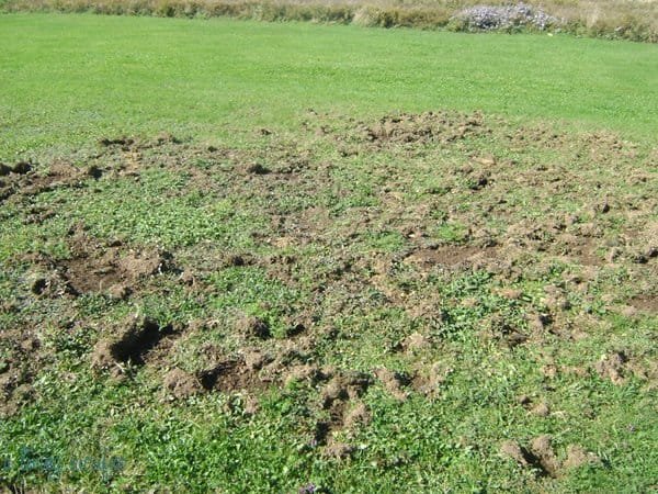 Dug up yard