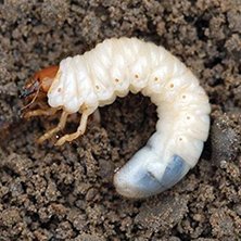 A grub in a lawn