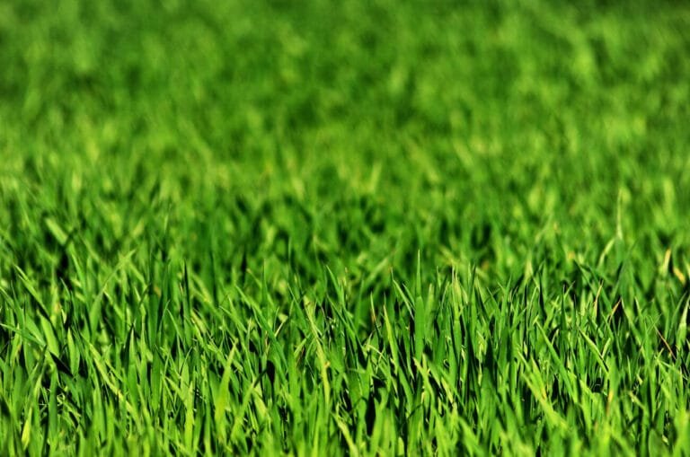 Green, thick, and healthy lawn - perfect example for what beginner lawn care can look like