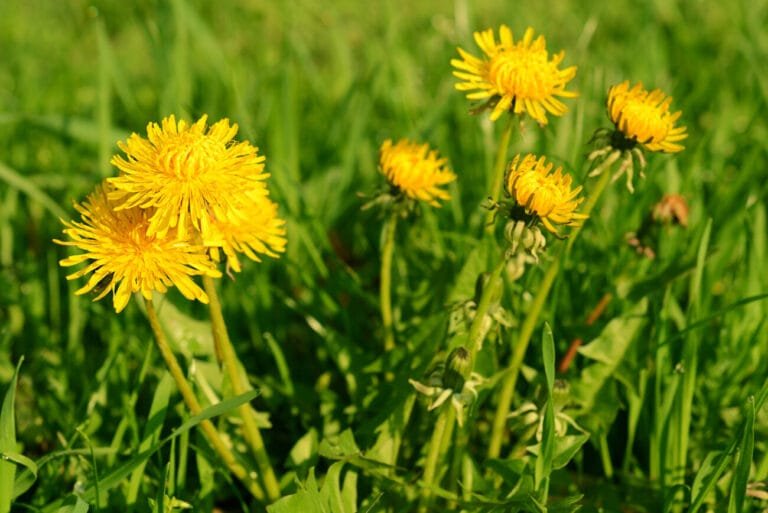 Dandelion Killer: Products to try to ensure you no longer have dandelions
