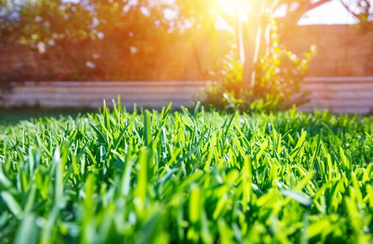 Seasonal Lawn Care: It is essential to a thick, green lawn all year
