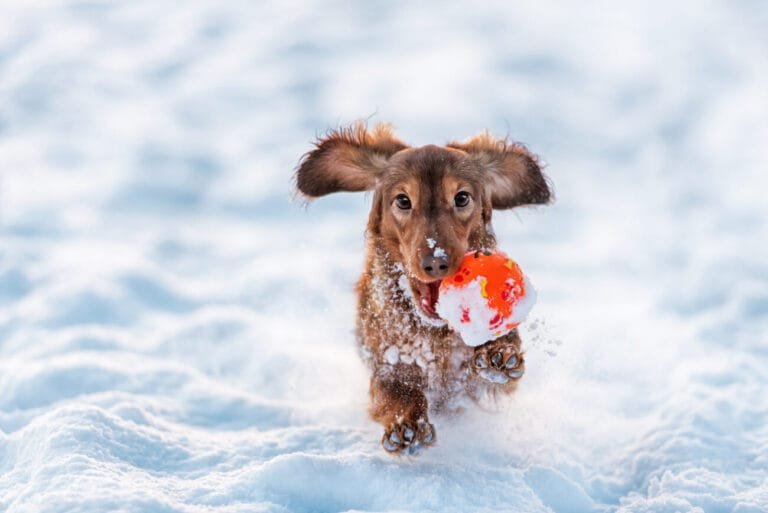 Winter Lawn Care: Dog playing on snowy lawn (we usually recommend that you stay off your lawn during the Winter, but this is little dog is too cute)