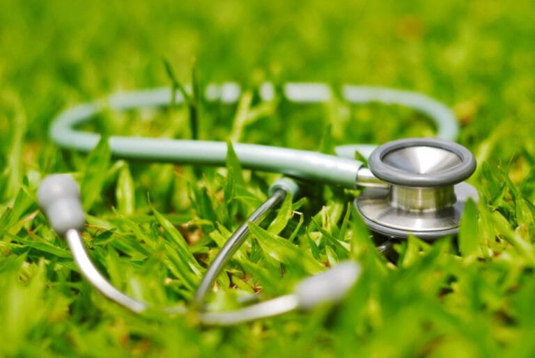 How to repair your lawn the fastest? Expert advise