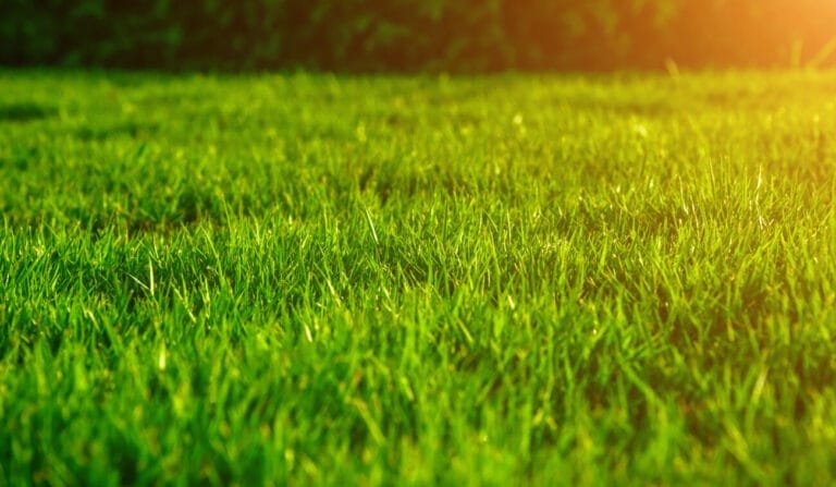 Lawn Renovation: Makes huge difference having a green, lush lawn