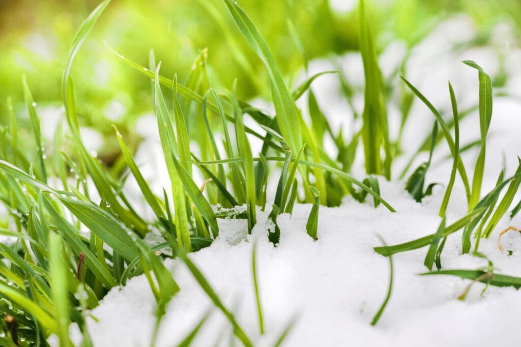 Spring Grass Through Snow Melt - Spring lawn maintenance