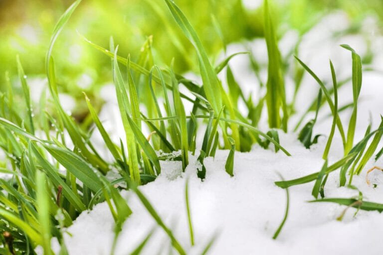 Spring Grass Through Snow Melt - Spring lawn maintenance