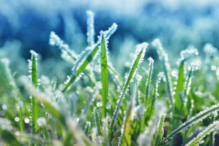 Winter Lawn Care: Before the frost, there are a few steps you should take to ensure your lawn is green and thick this Spring