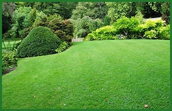 tree and shrub care with green lawn