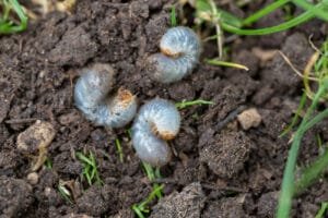 Lawn grubs