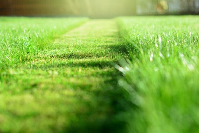 Grass Maintenance