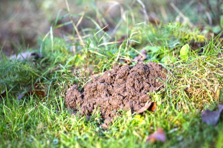 Animals Digging For Grubs