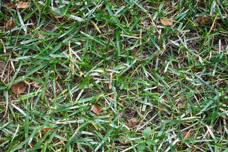 Powdery Mildew