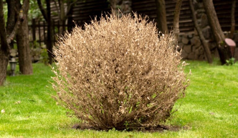 Common Plant Diseases
