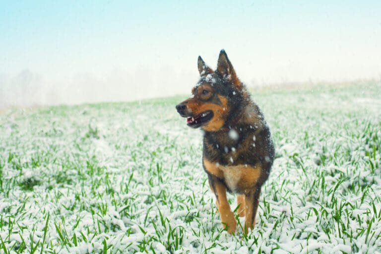 Lawn care tips for winter