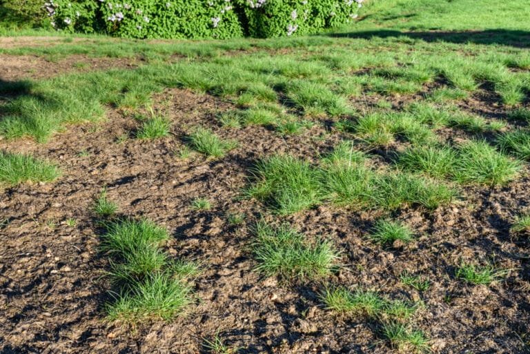 Pest Control for your lawn so it does not get torn up and diseased