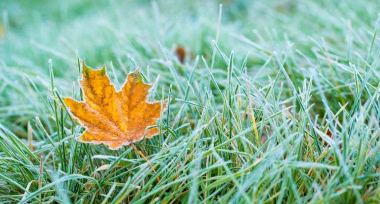 lawn care tips for Autumn