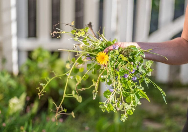 Grass Treatment for Weeds