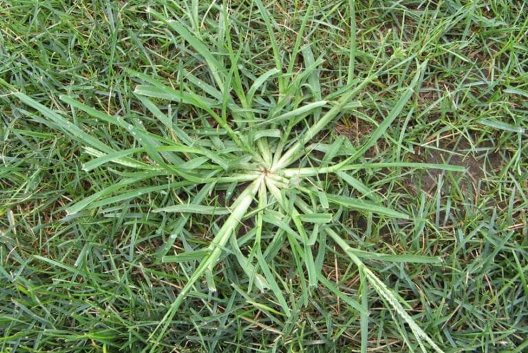 crabgrass and corn gluten