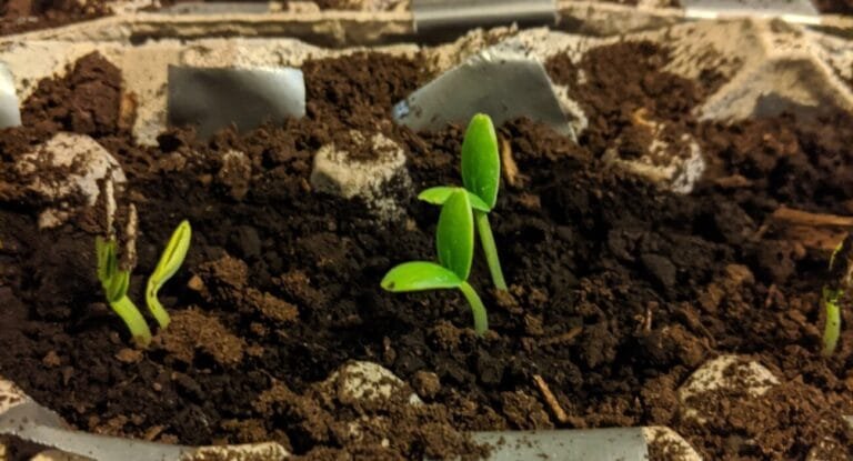 Seedlings