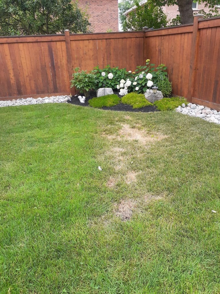 Chinch Damage