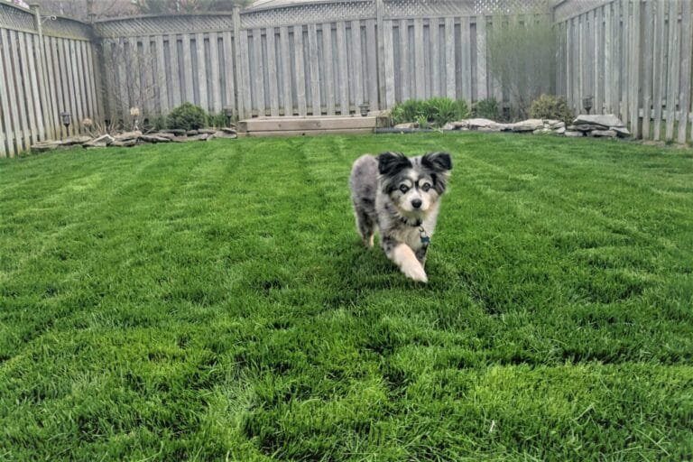 Nice lawn before a drought