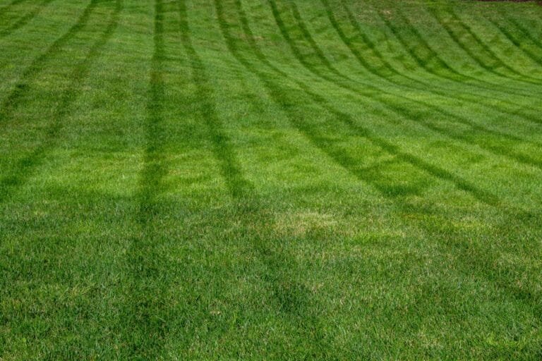 lawn care program