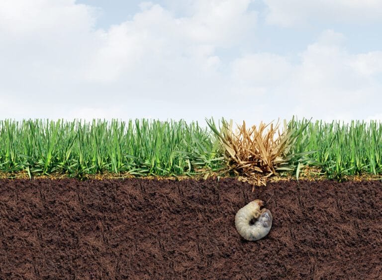Grub Damage