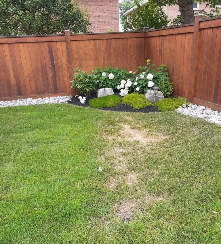 Common lawn insects oakville lawn insects chinch bugs and grubs