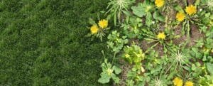 Weed control Service, war on weeds weeds in lawn
