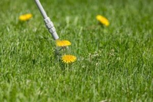 weed control service