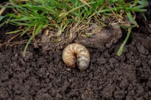 Milton grubs milton lawn insects