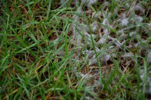 Sod webworm