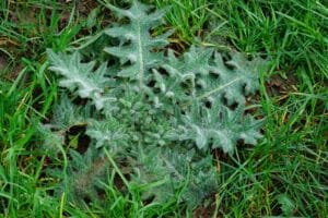 Thistle
