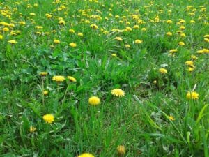 vaughan weed control