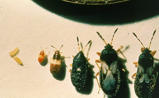 lawn insects
