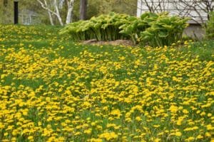 showing milton weed control is needed