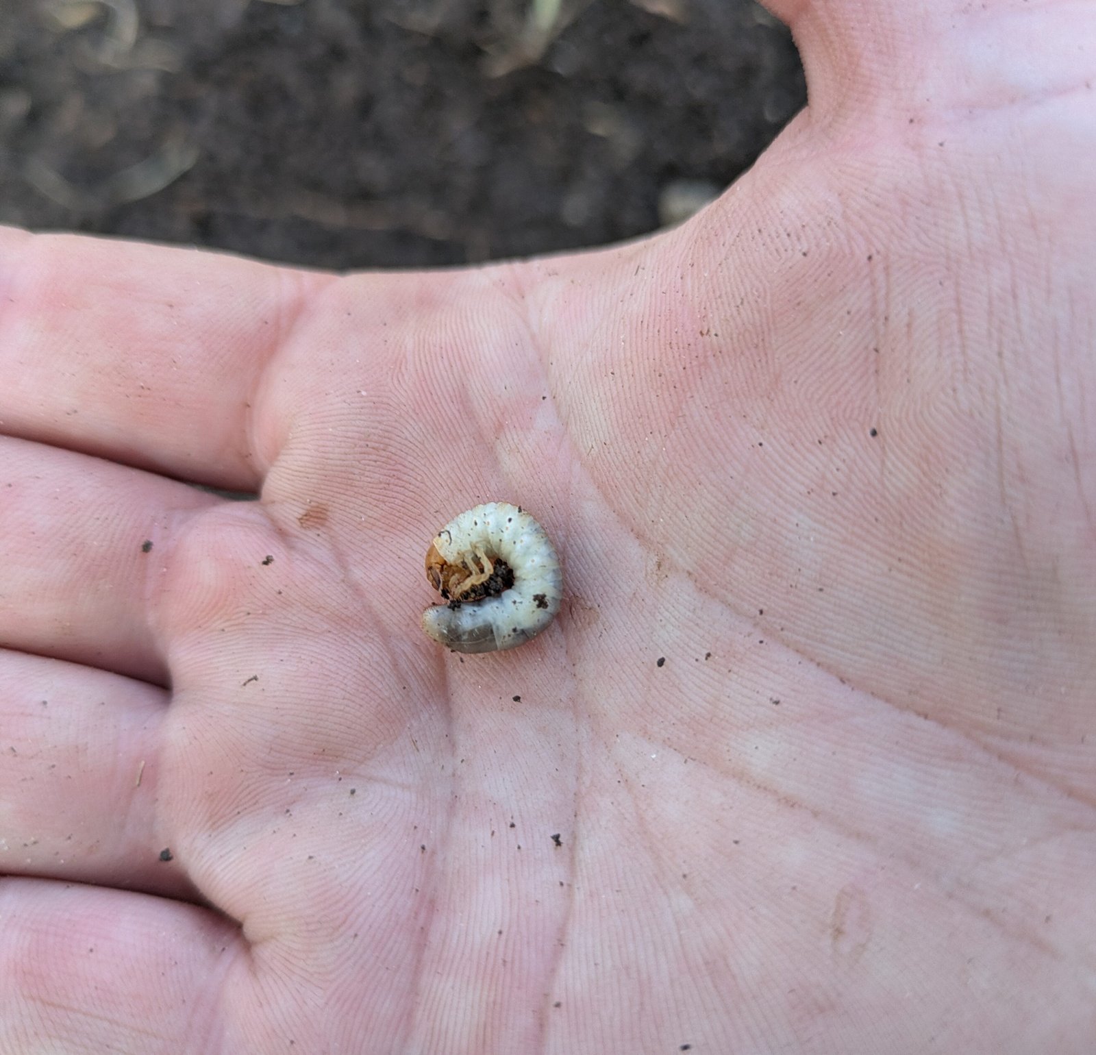 Grub In Hand