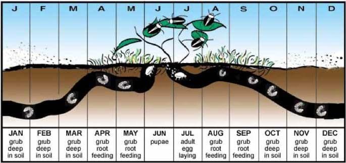 Grub in lawn diagram